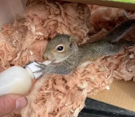 A small squirrel is eating food from someone 's hand.